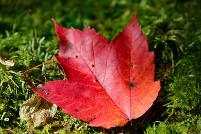A Fallen Red Maple Leaf Resting On Moss