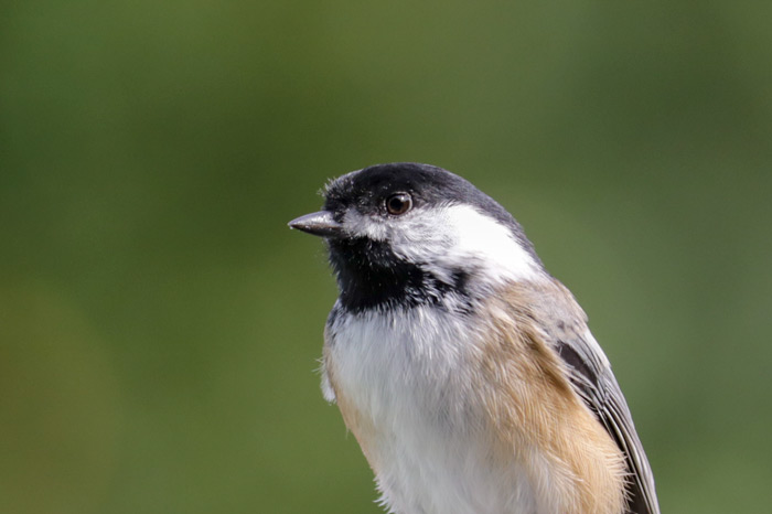 Side View Of A Black Capped Chickadee