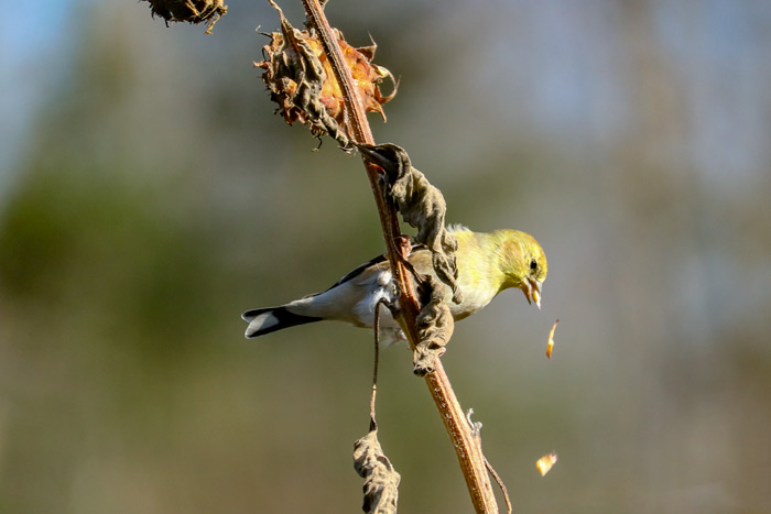 American Goldfinch With Falling Sunflower Seeds Coming Out Of Its Mouth