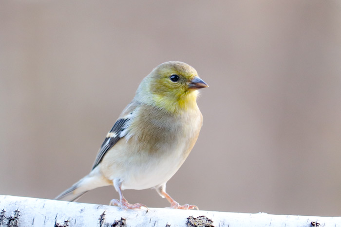 American Goldfinch Photographed In Soft Lighting