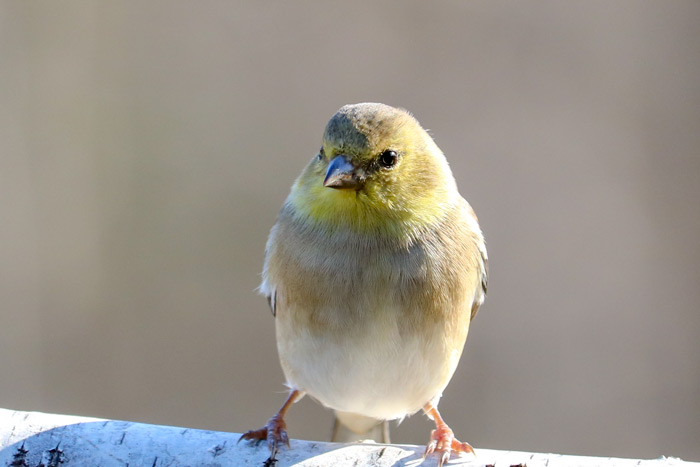 An American Goldfinch Perching On A Piece Of Birch