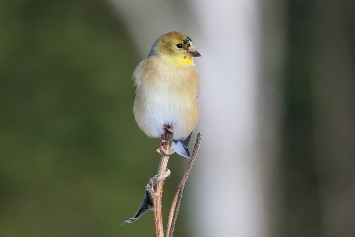A Moulting American Goldfinch Perching On A Suflower Plant