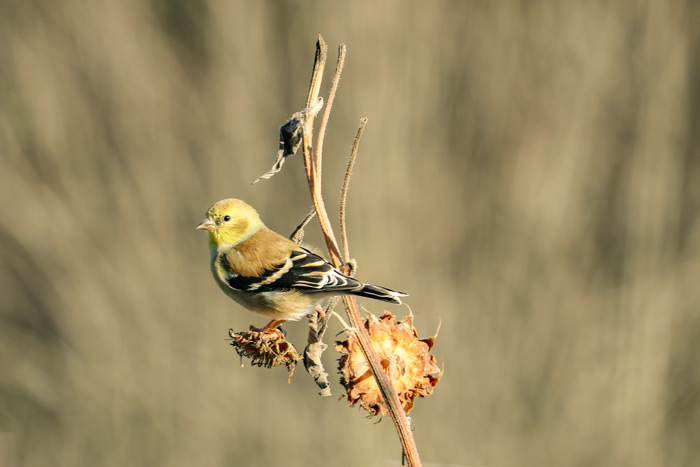 American Goldfinch Perching On A Dried Sunflower