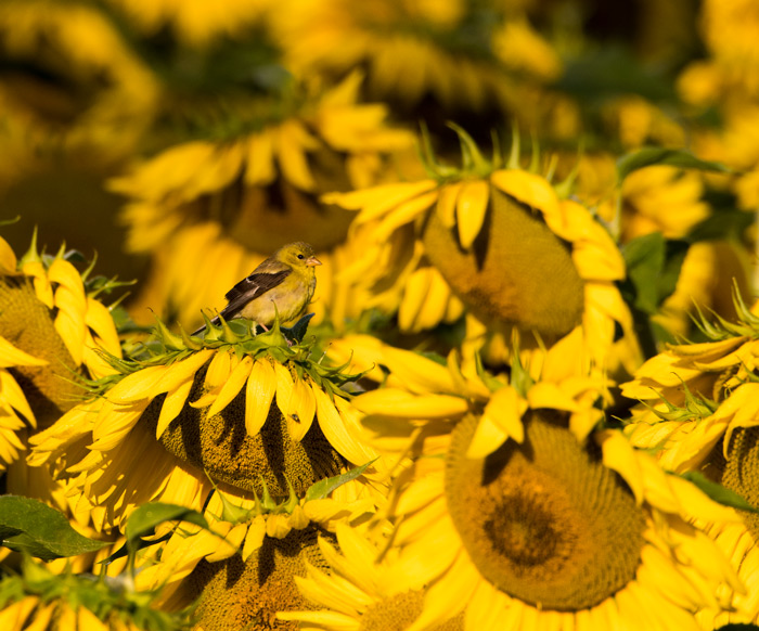 American Goldfinch In A Field  Of Sunflowers
