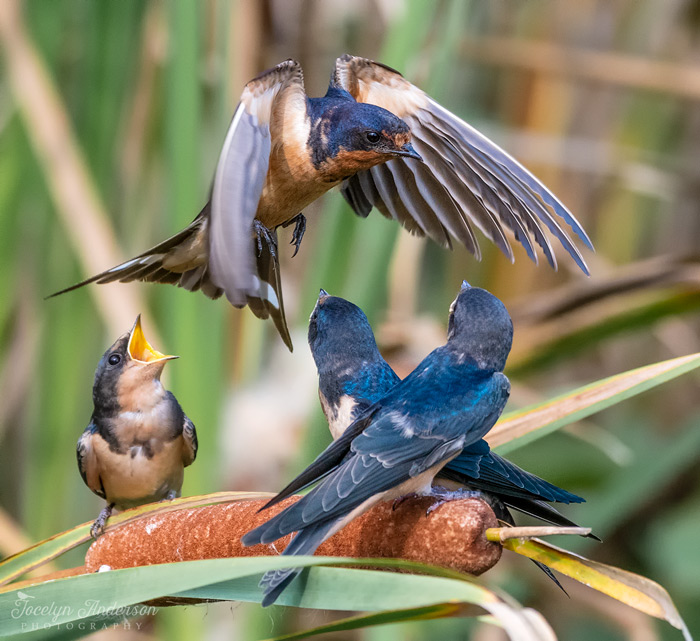 Barn Swallow Mother With Young