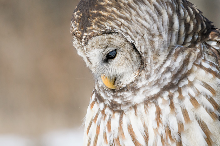 Barred Owl Looking Down