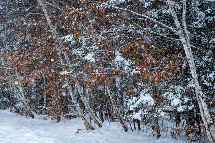 Birch And Beech Trees Covered In Snow