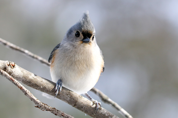 Tufted Titmouse With Doll Eyes