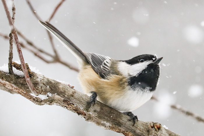 Black Capped Chickadee Looking Up Into Snow