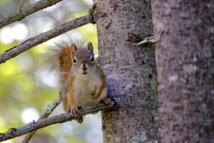 A Cheeky American Red Squirrel