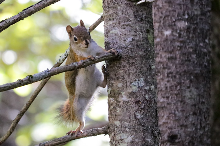 A Red Squirrel Climbing Up The Branches