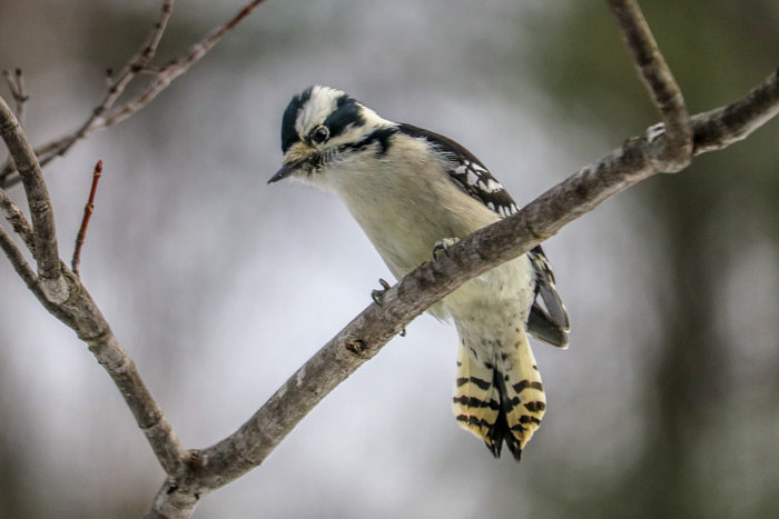 A Female Downy Woodpecker