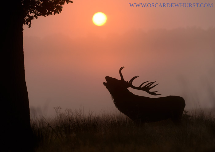 Silhouette Of An Elk