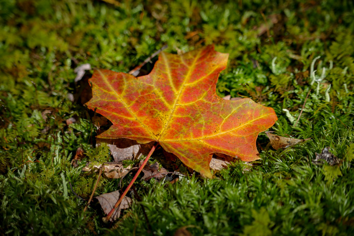 Fallen Sugar Maple Leaf