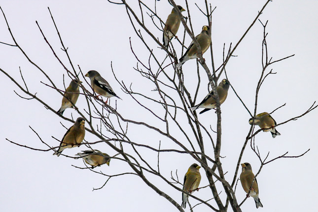 Flock Of Perching Evening Grosbeaks