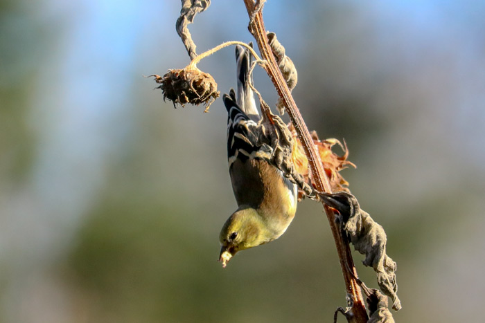 Hanging American Goldfinch