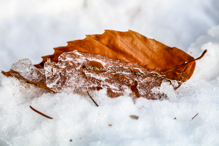 Ice Covered Beech Leaf