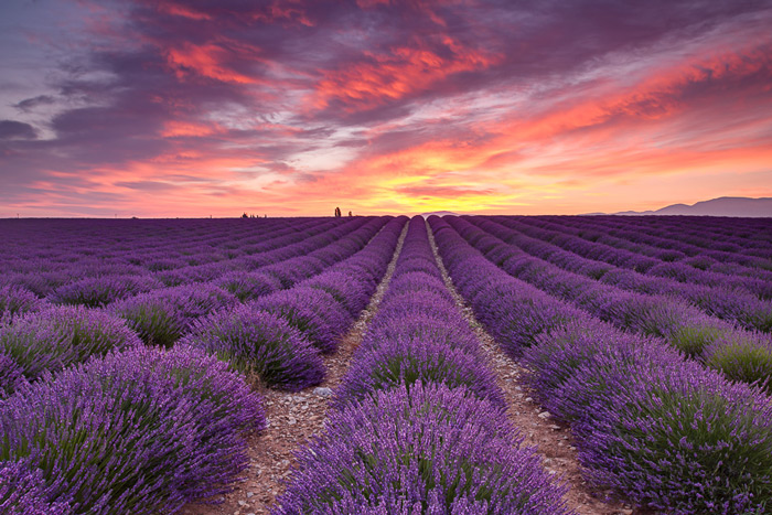 Lavender Fields In Provence France