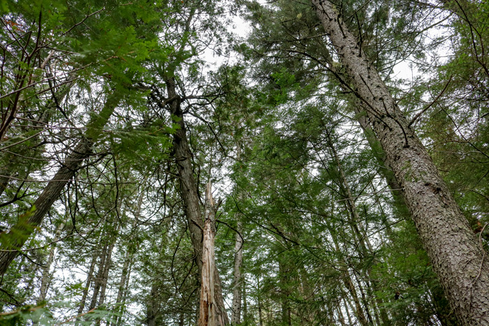 Looking Up At Pines