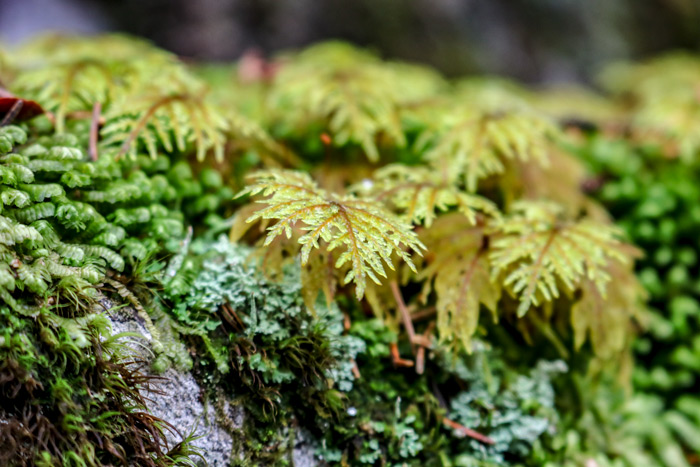 Moss And Lichen