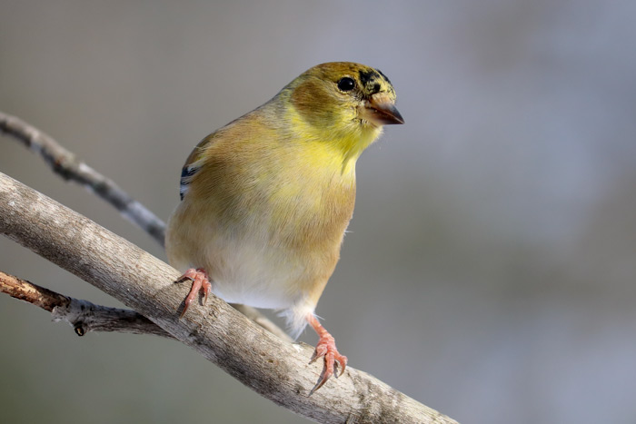Moulting American Goldfinch