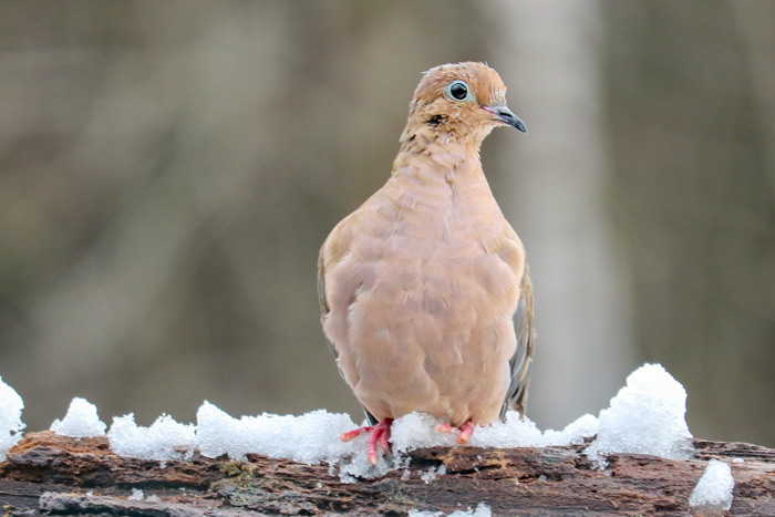 A Moulting Mourning Dove