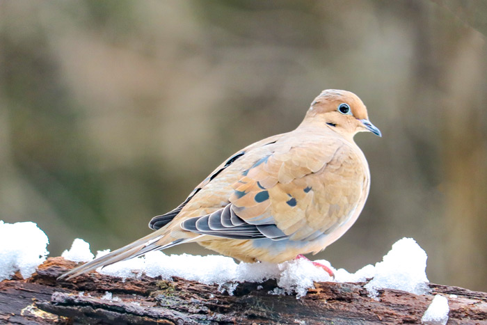 Mourning Dove On A Log