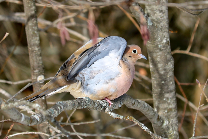 Mourning Dove Stretching Wings