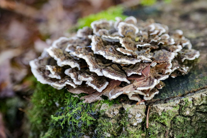 Fungus Growing On An Old Tree Stump