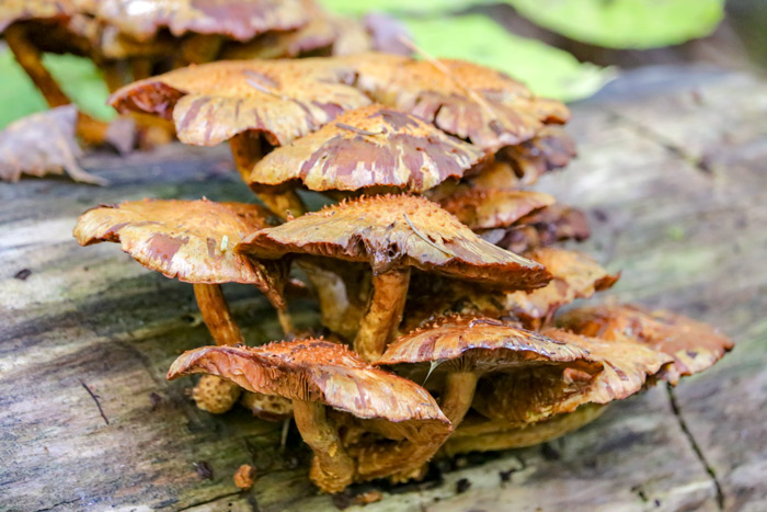 Mushrooms Growing On A Log
