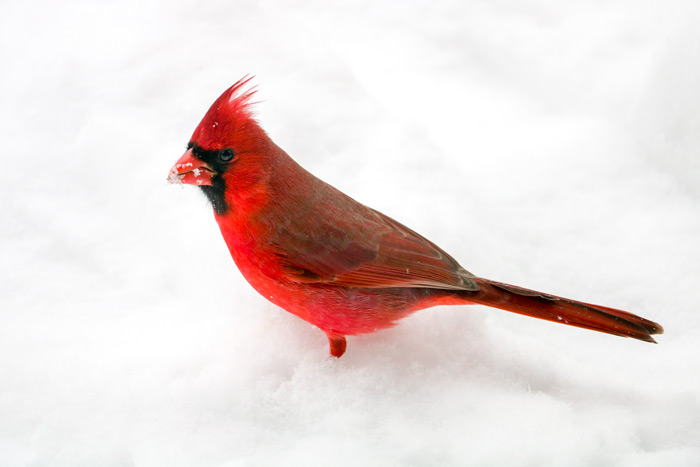 Northern Cardinal In Snow