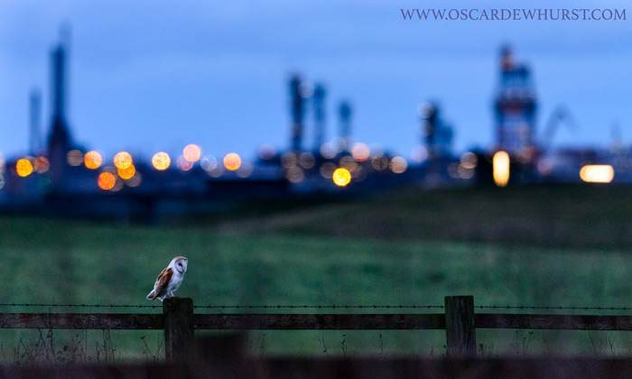 Owl On Fence