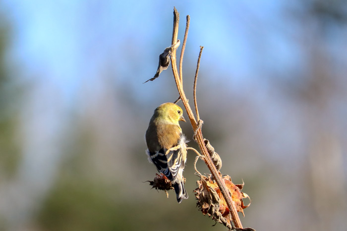 A Perching American Goldfinch