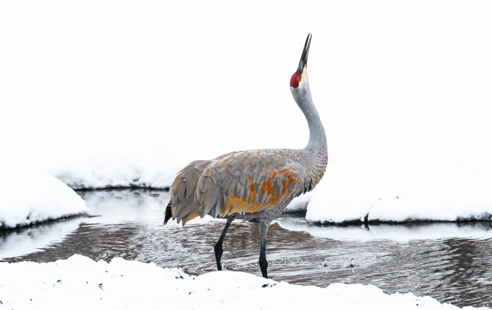Sandhill Crane In The Snow