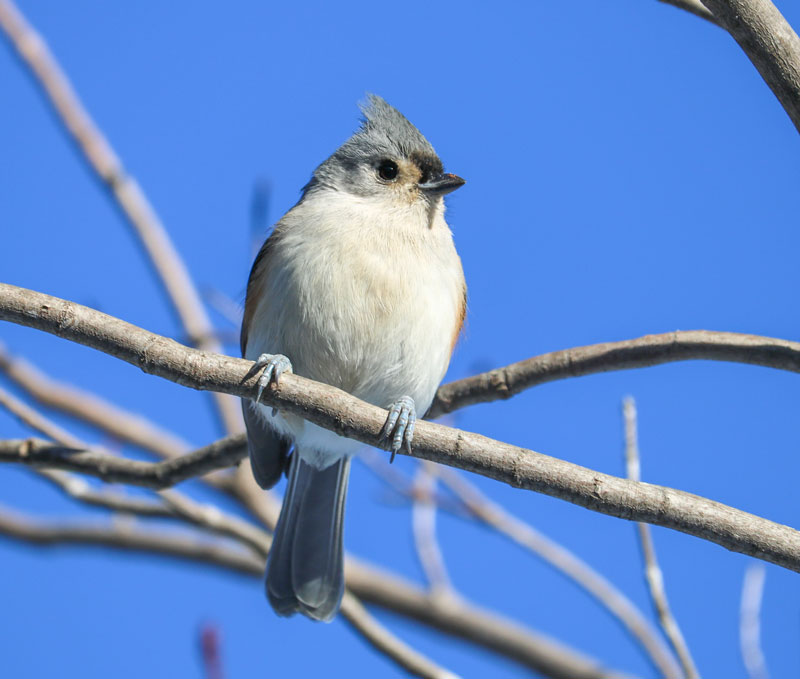 Titmouse In Blue Background