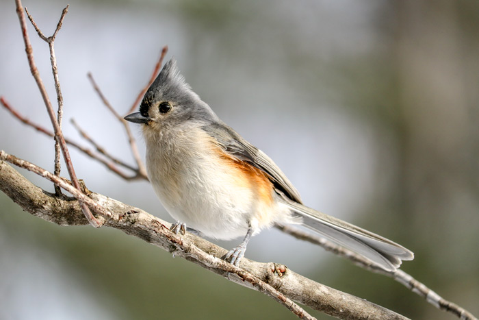 Tufted Titmouse In Bright Light