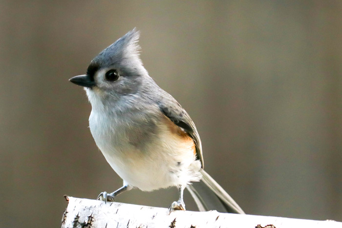 Tufted Titmouse Perching On A Birch Log