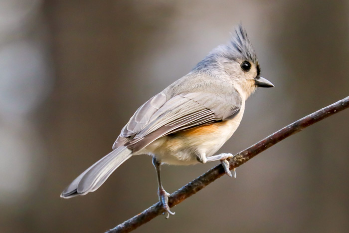 A Side View Of A Tufted Titmouse
