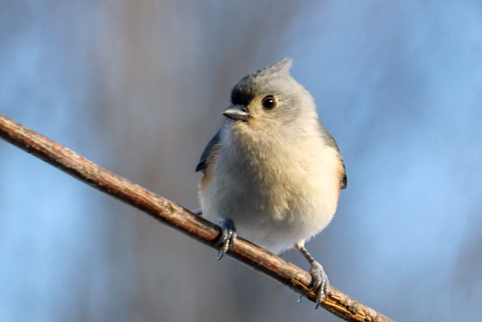Tufted Titmouse In Soft Lighting