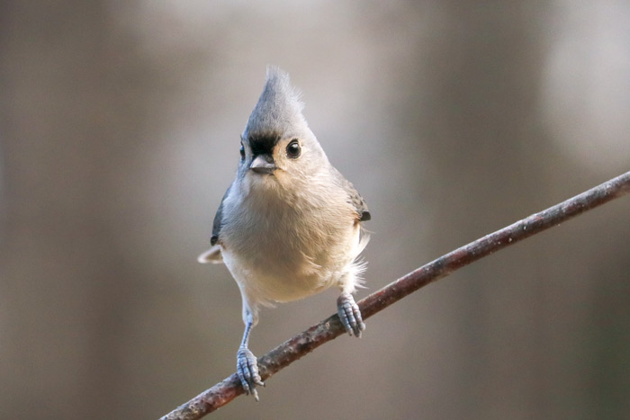 Tufted Titmouse In Warm Lighting