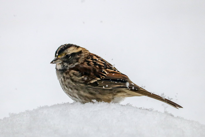 White Throated Sparrow In Snow