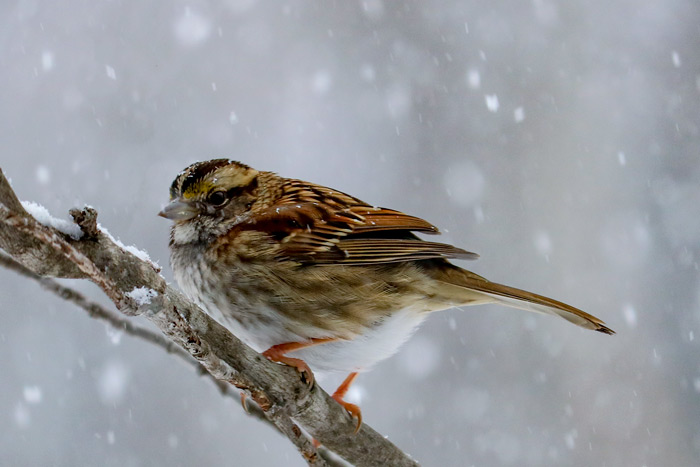 White Throated Sparrow Perching In Snow