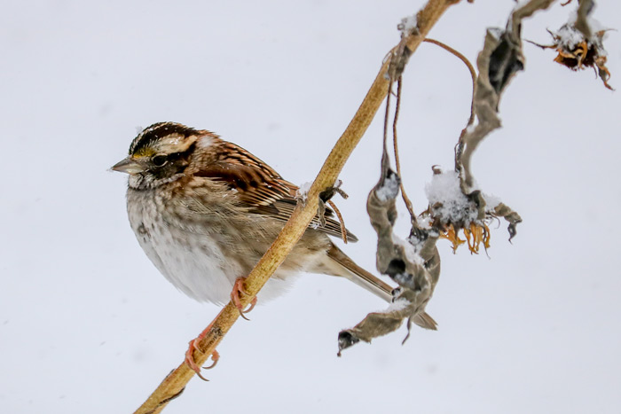 White Throated Sparrow Perching On A Sunflower Branch