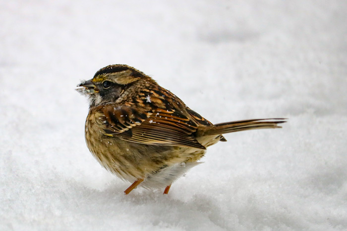 White Throated Sparrow Looking For Food