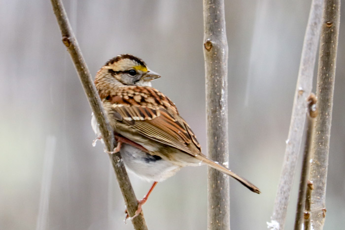 White Throated Sparrow In A Snow Storm