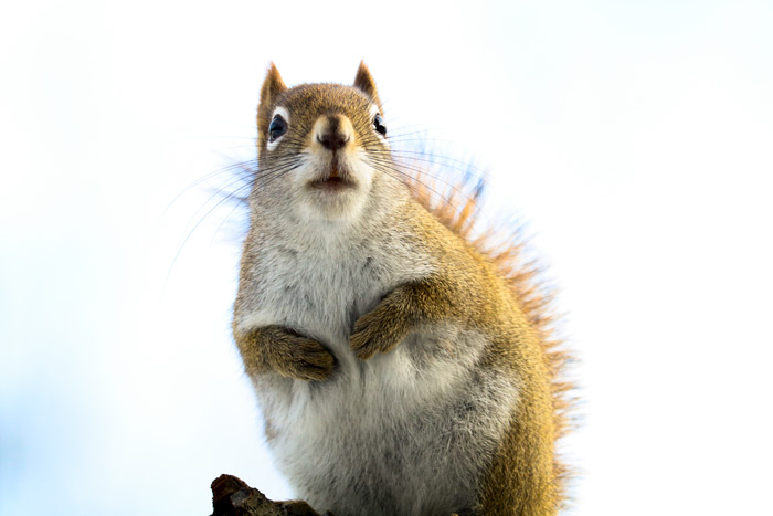 American Red Squirrel With A Bright Background