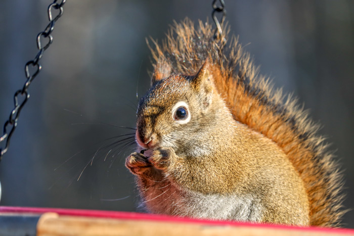American Red Squirrel At The Feeder