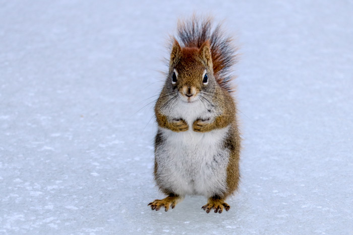 American Red Squirrel Standing On Ice