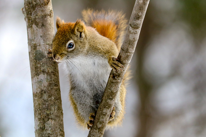 Red Squirrel Climbing
