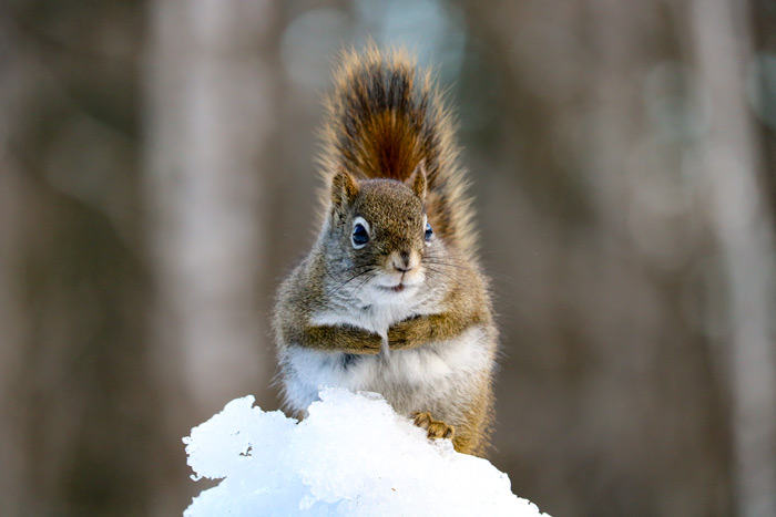 Red Squirrel In Snow